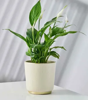 Modern Ceramic Pot with Gold Accent Base